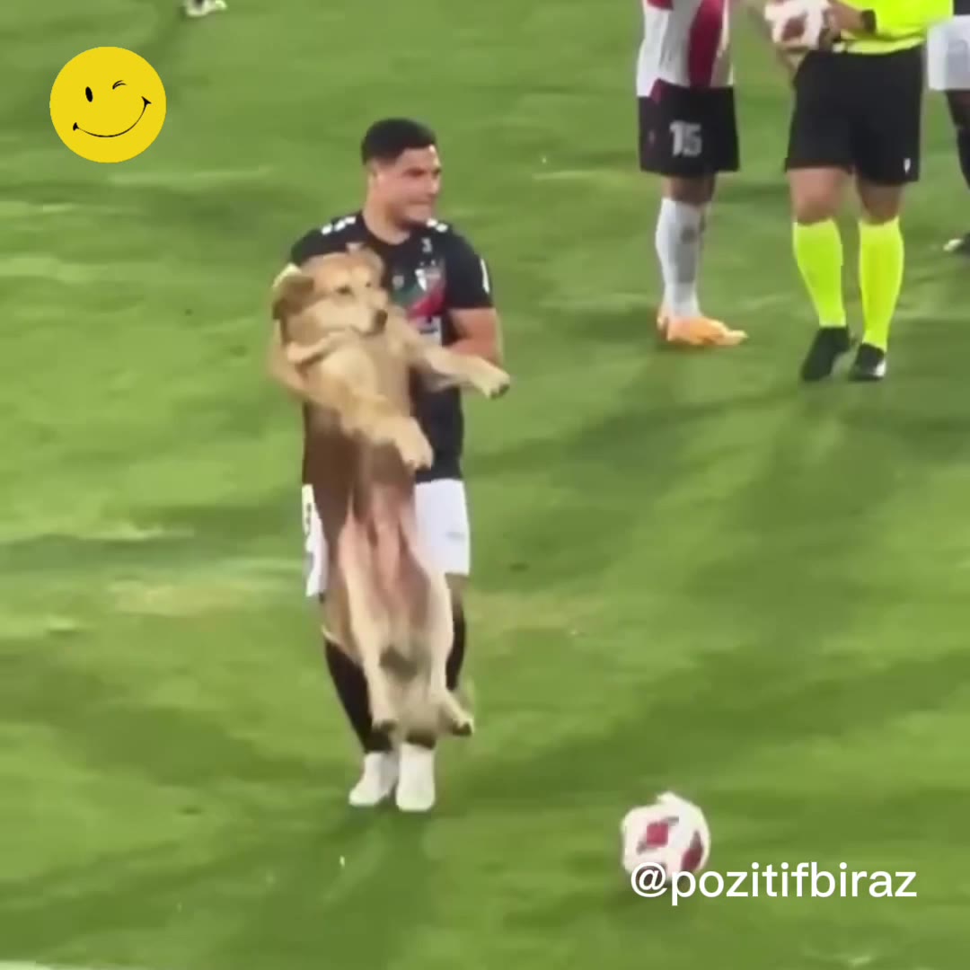Köpeğin futbol maçını durdurduğu o anlar