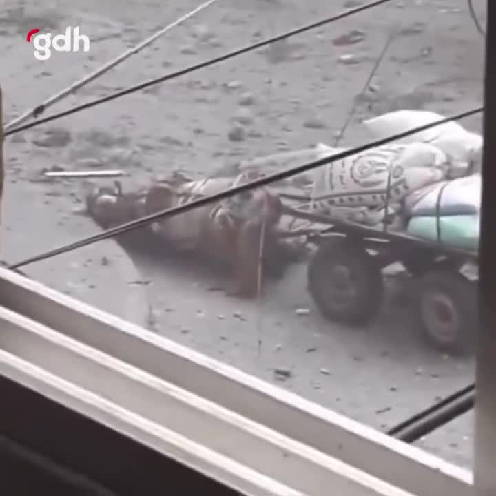 İsrail askerleri, Gazze'de un çuvalları taşıyan atı öldürdü