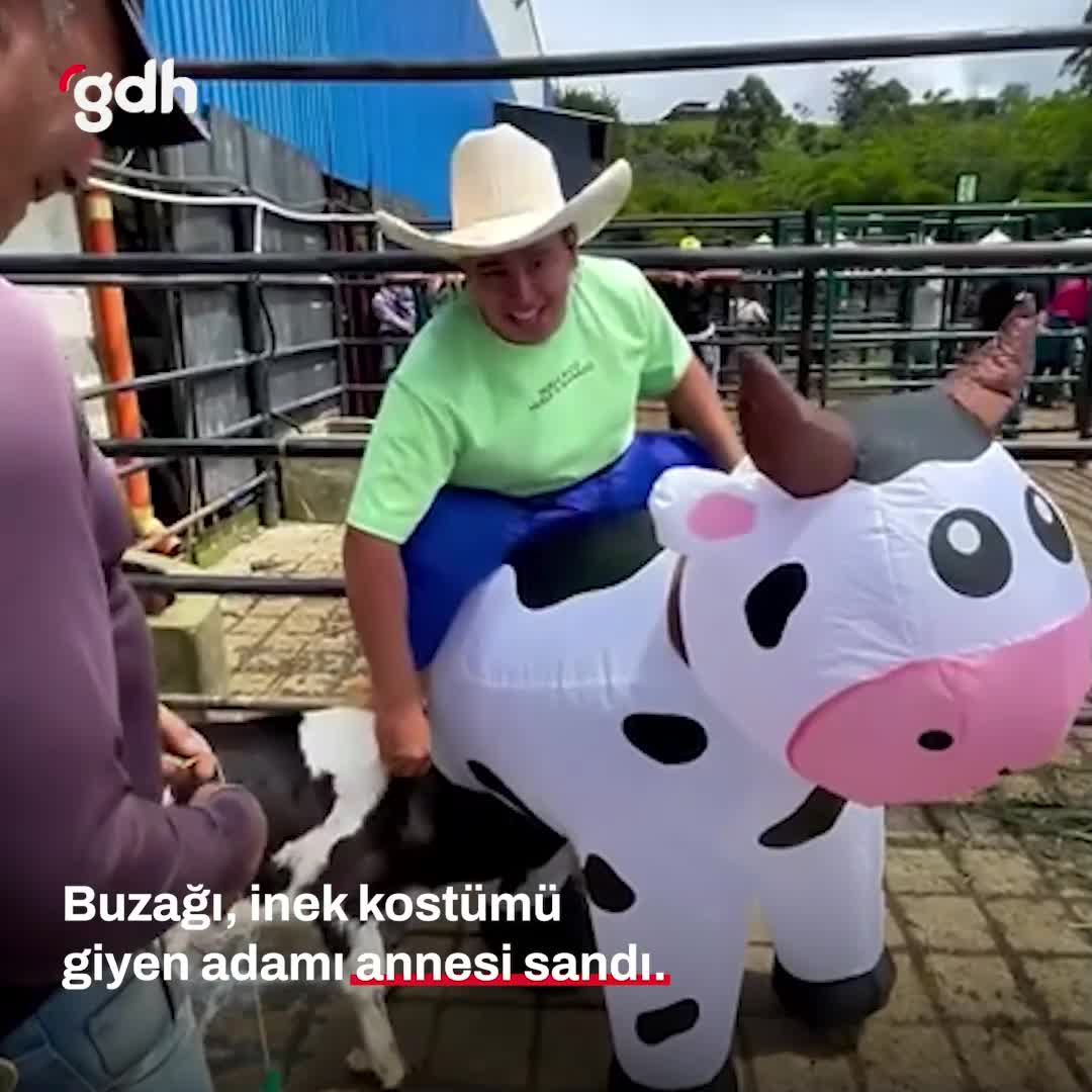 İnek kostümündeki buzağının süt içme çabası komik anlar!