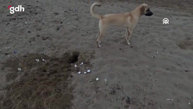 Belek'te başıboş köpek, caretta caretta yumurtalarını yedi