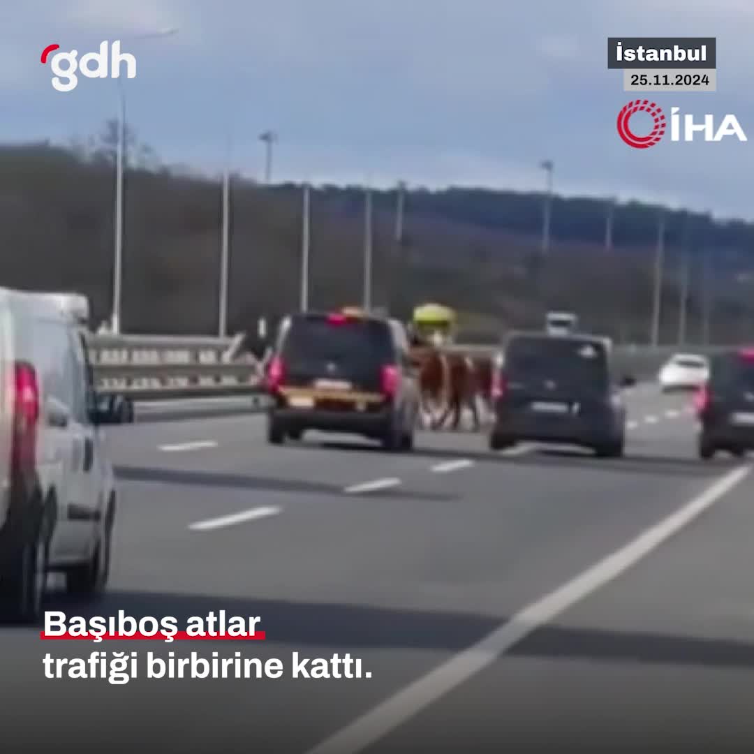 Başına atların karıştığı kaza, trafiği alt üst etti