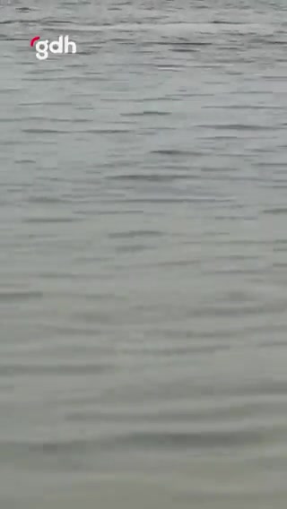 Hurgada'da köpekbalığı saldırısı: 1 ölü, 1 yaralı