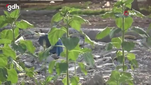 Kahramanmaraş'taki depremde çöken dükkanın yerinde ayçiçekleri açtı