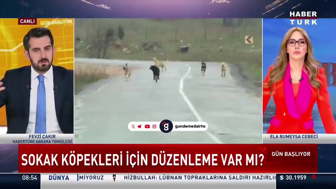 Başıboş köpek sorunu: İnsanlar ve köpekler tehdit altında!