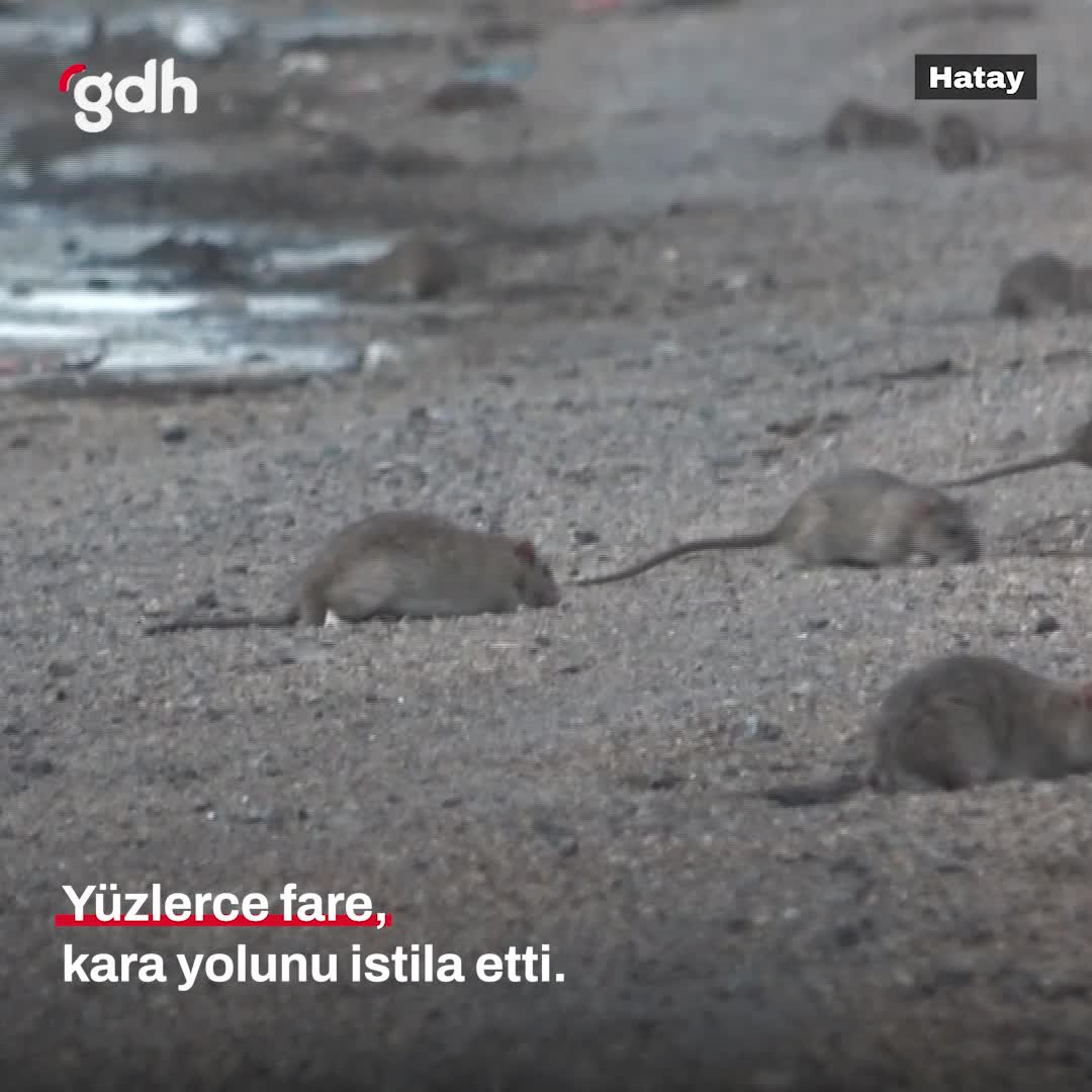 Hatay'da araçlardan dökülen tahıllarla fareler karayolunu istila etti