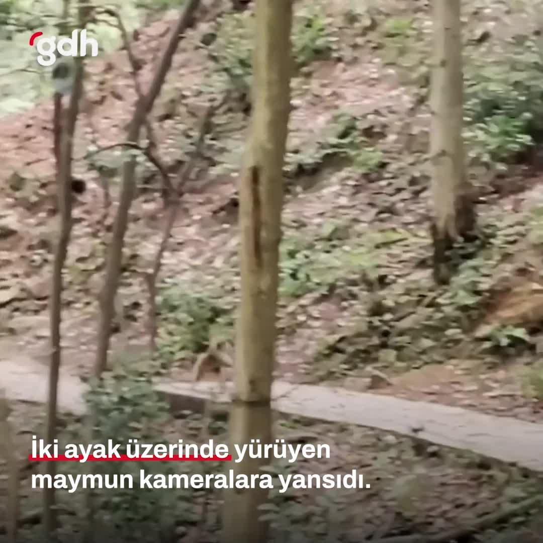 Bir kolunu kaybeden maymunun iki ayak üzerinde yürüyüşü