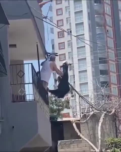 Adana Sarıçam'da firari keçi elektrik teline takıldı