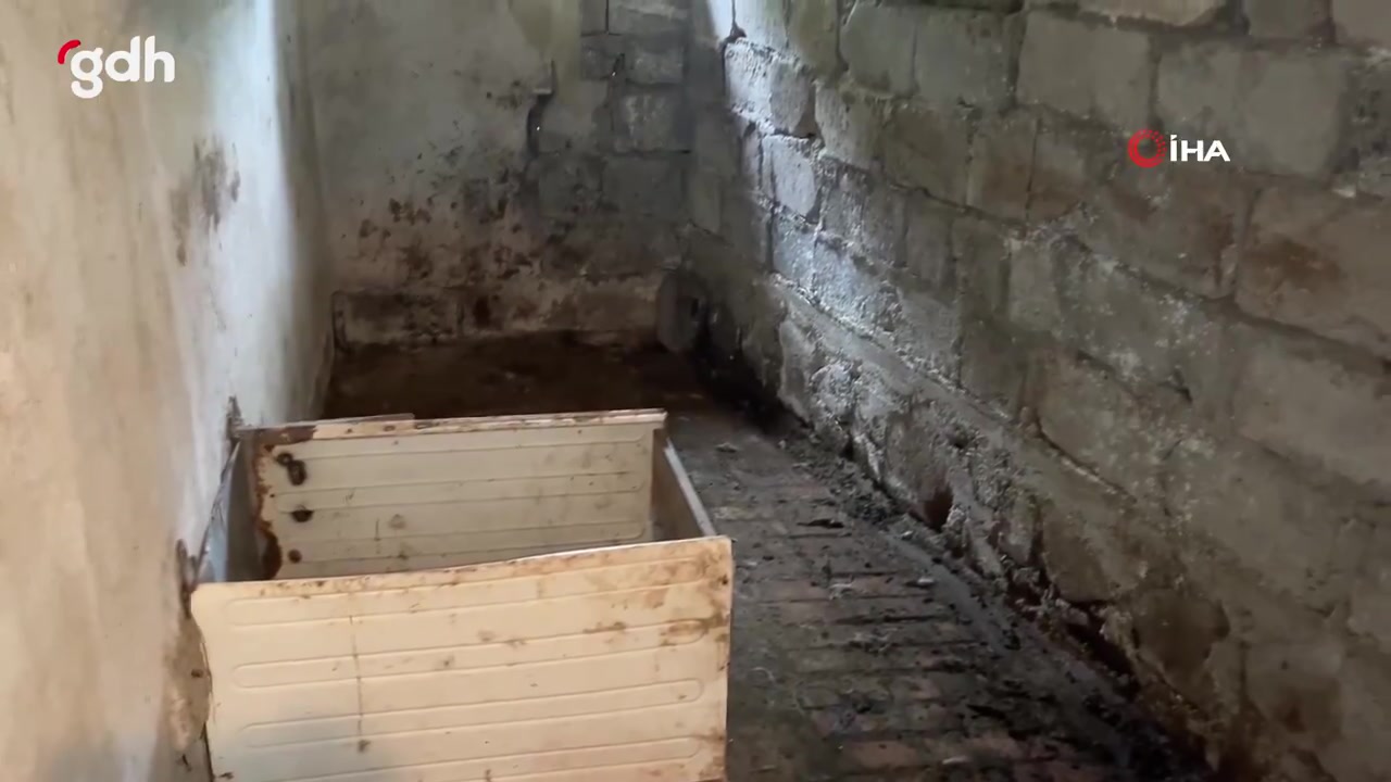 Ardeşen'deki başıboş köpekler hayvanları telef ediyor