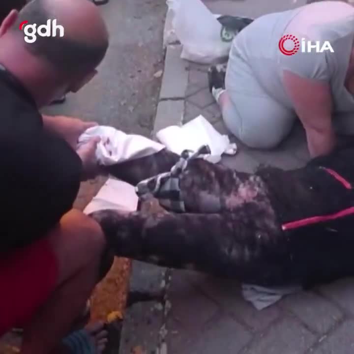 Köpeklerin saldırısında Prof. Dr. Meliha Yılmaz yaralandı!