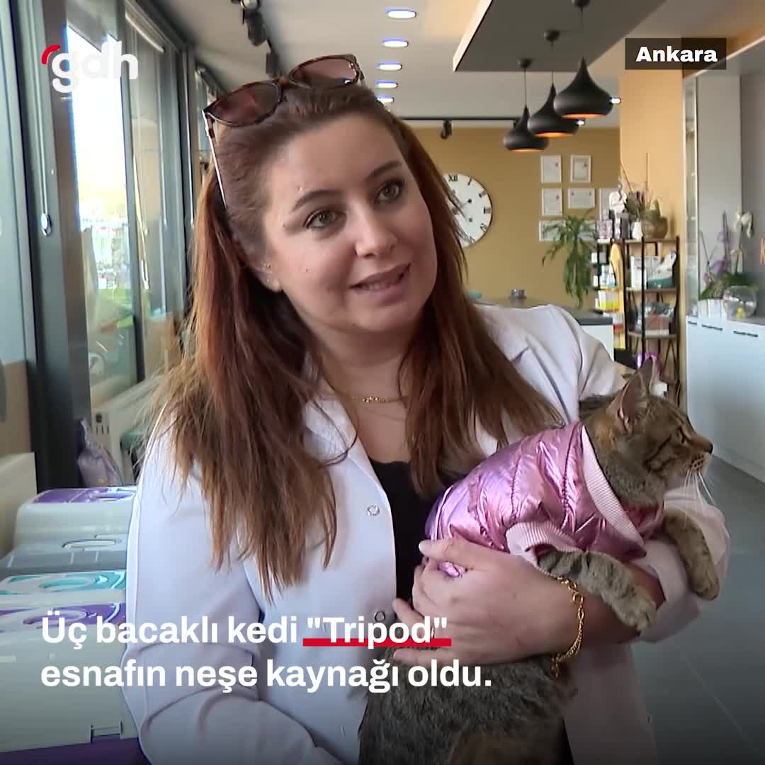 Tripod: 3 bacaklı kedi köpekleri korkutuyor!