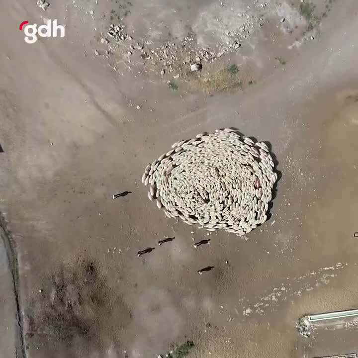 Amasya'da 400'den fazla koyun daire çizdi