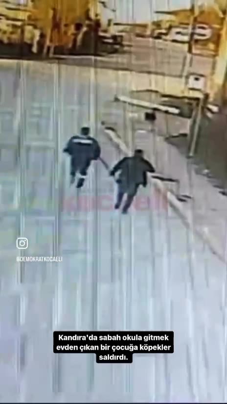 Kocaeli'de çocuk, başıboş köpeklerin saldırısına uğradı