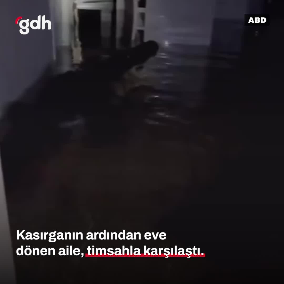 Florida'da kasırga sonrası eve dönen aile timsahla karşılaştı