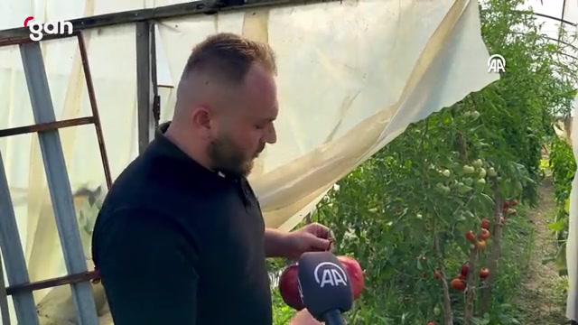 Akyazı'da Ata tohumundan 1,5 kg domates yetiştirildi