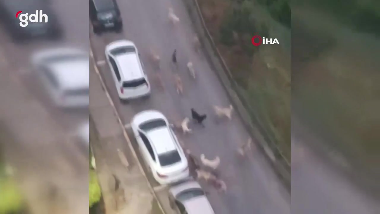 İzmit'te başıboş köpekler yavru köpeği parçalayarak öldürdü
