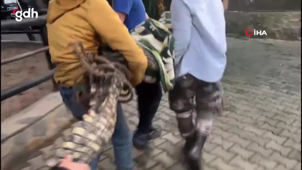 Beykoz'da polis operasyonunda yasa dışı hayvanlar ele geçirildi