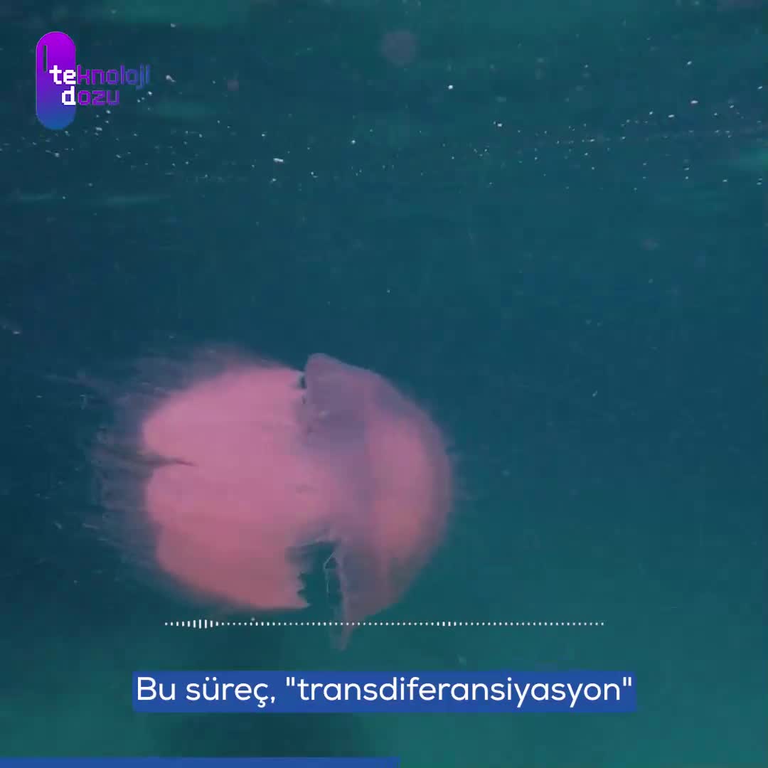 Ölümsüz denizanası: Turritopsis dohrnii'nin sırrı