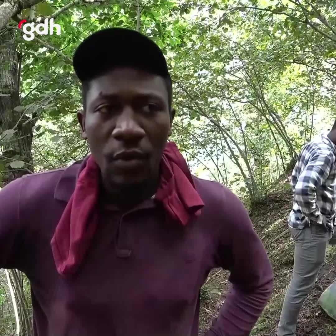 Afrikalı öğrenciler Giresun'da fındık hasadı yapıyor