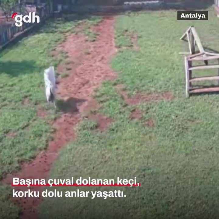 Antalya'da çuval dolanan keçi diğer hayvanları korkuttu
