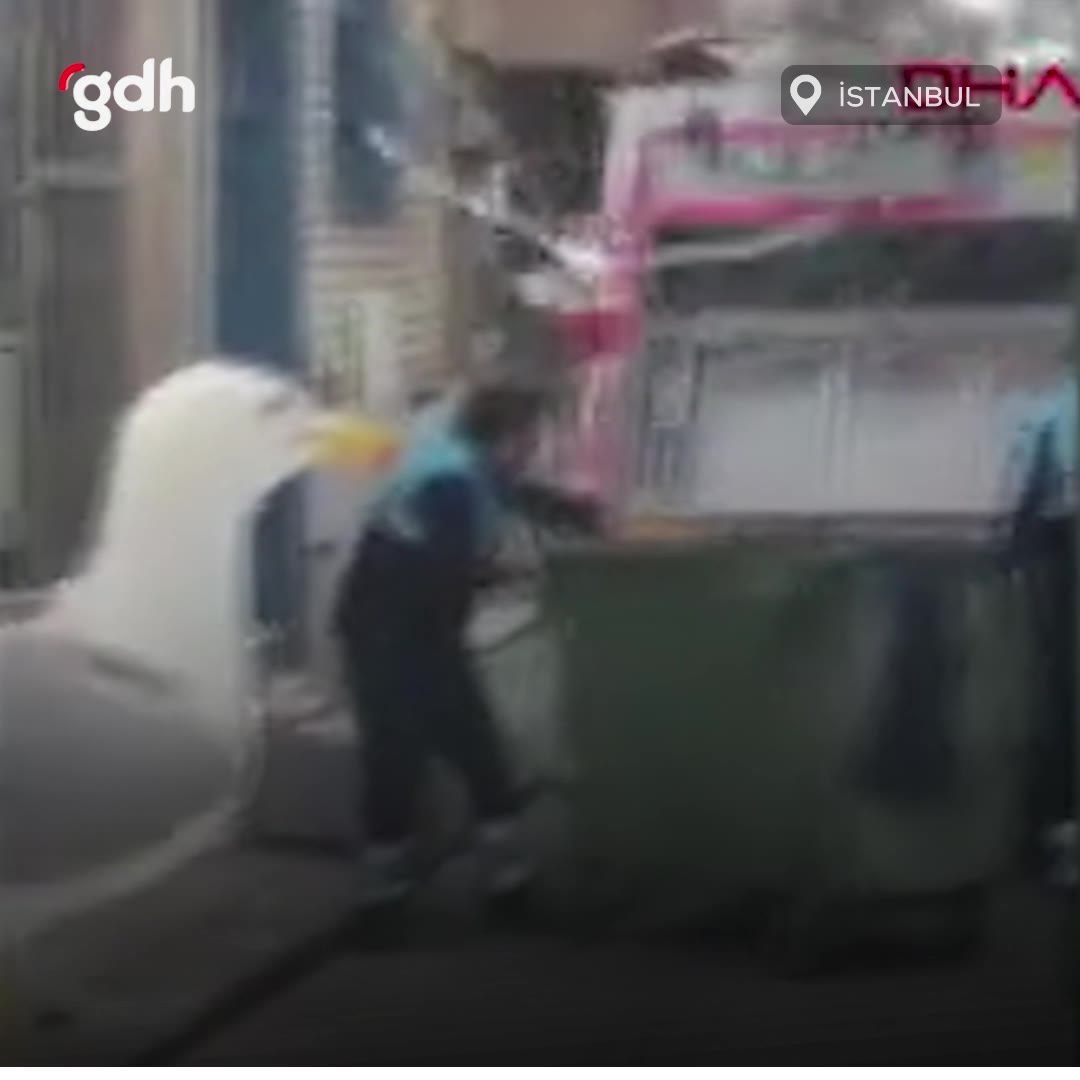 İstanbul'da martılar çöp kamyonunun peşine takıldı