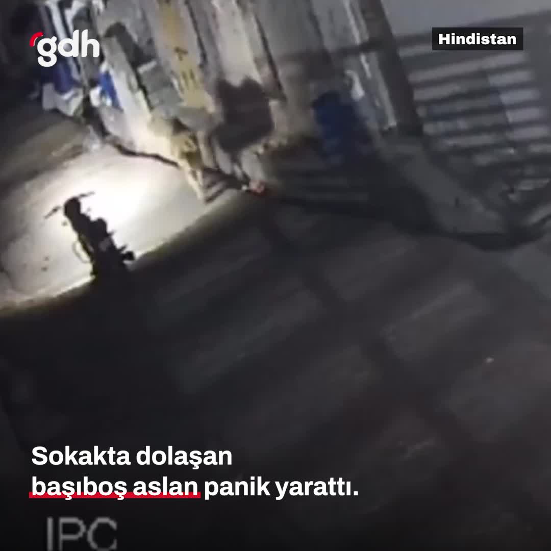 Motosikletli gençler, Hindistan'da başıboş aslanla karşılaştı