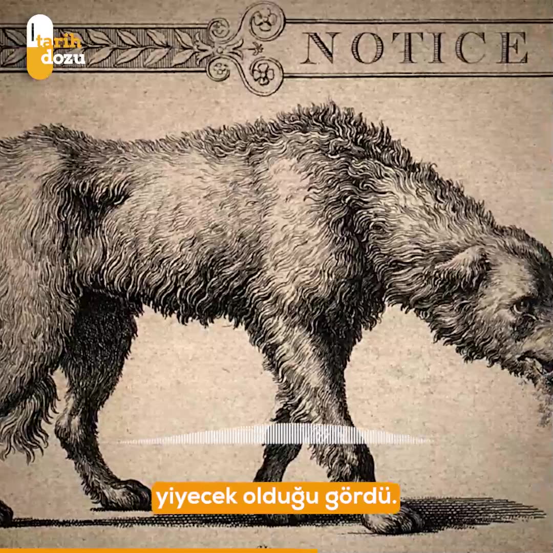 Kuduz Salgını: Avrupa'da Tavuk Kafasıyla Çözüm Yöntemi