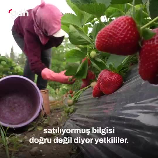 Pestisit Uygunsuz Ürünler İade Ediliyor!