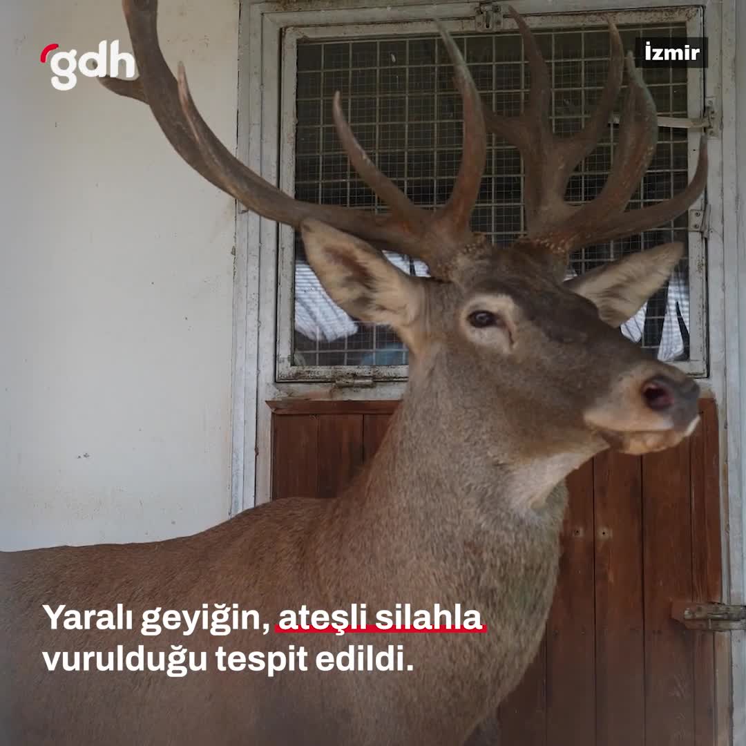 Kemalpaşa'da yaralı geyik, ateşli silahla vurulmuş bulundu