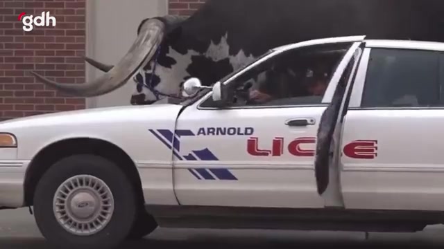 Nebraska'da boğa taşıyan sürücü polislerce yakalandı