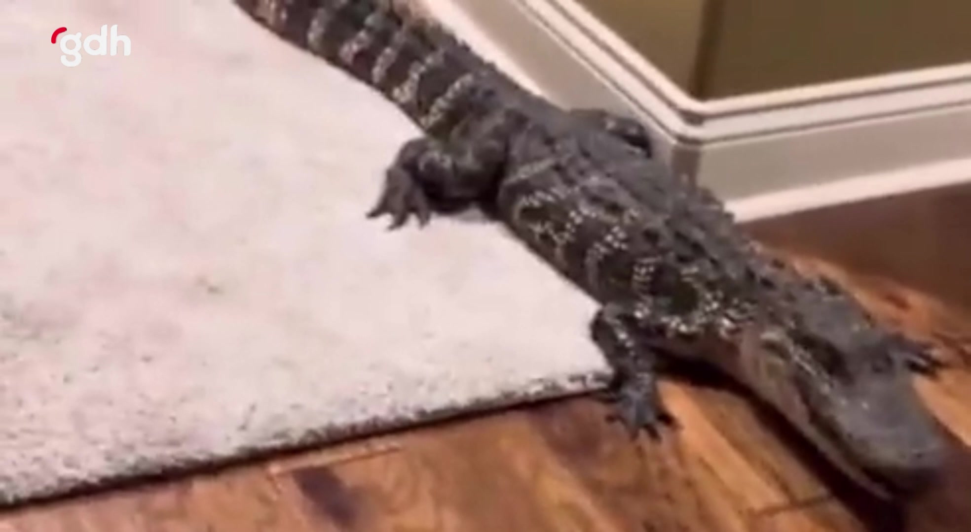 Louisiana'da bir eve 1.5 metre uzunluğunda timsah girdi