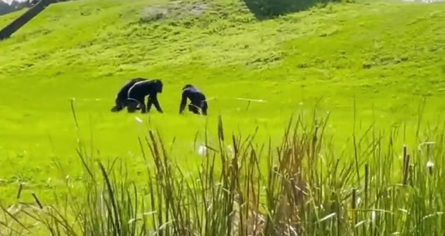 Kötü koşullardan kurtarılan Vanilla şempanze gökyüzünü gördü