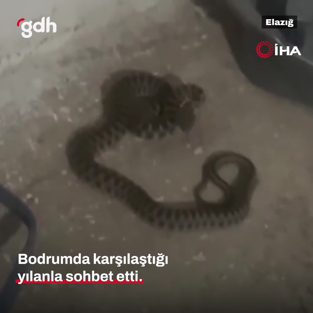 Elazığ'da kadın, bodrumdaki yılanla sohbet etti