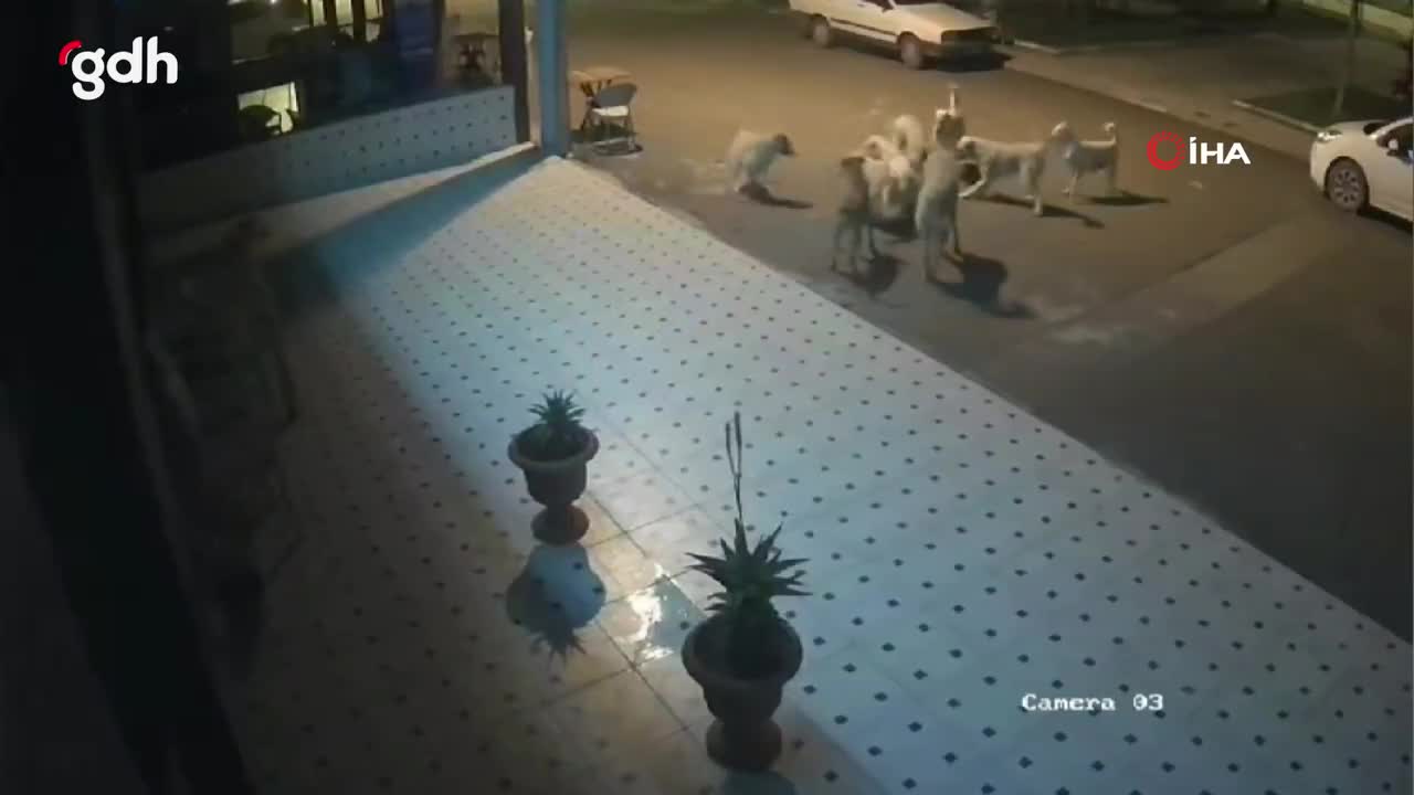 Adıyaman'da başıboş köpekler anne kedi ve yavrularını öldürdü