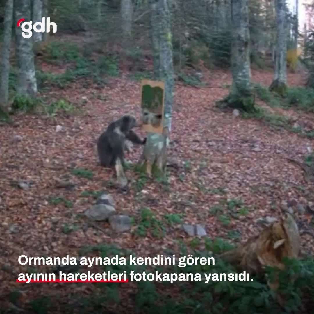 Aynada kendini gören ayının şaşkınlığı sosyal medyada!