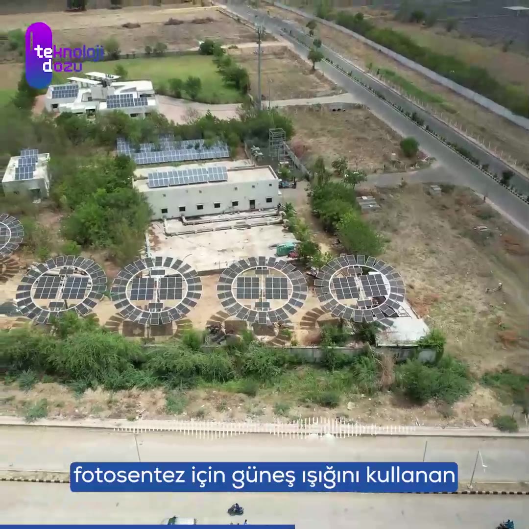 Geleceğin sürdürülebilir enerjisi: Güneş ağaçları!