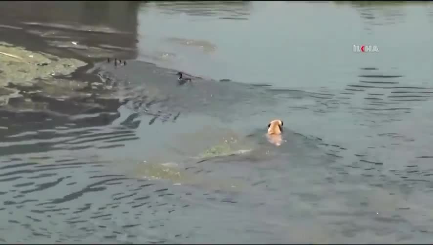 Adana'da köpekler, Seyhan Nehri'ndeki ördekleri saldırdı