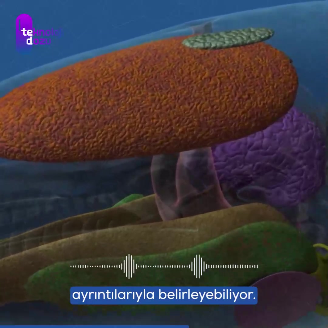 Sonar Sistemleri: Görülemeyeni Sesle Tanımanın Yolu