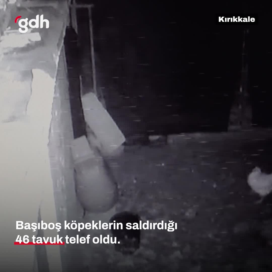 Bahşılı'da başıboş köpekler 46 tavuğu telef etti