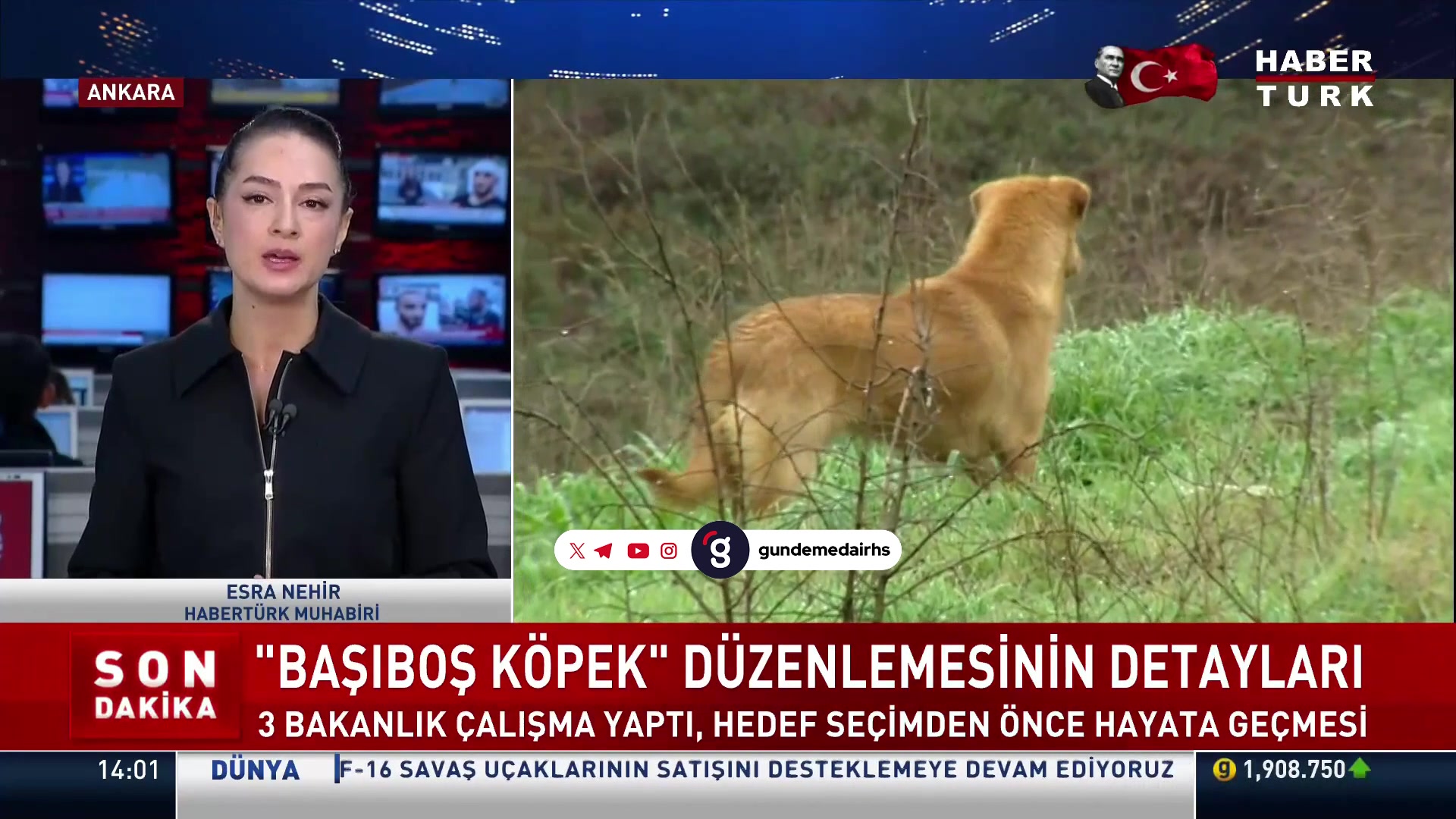 Başıboş köpek sorunu ve çözüm çalışmaları detaylandı