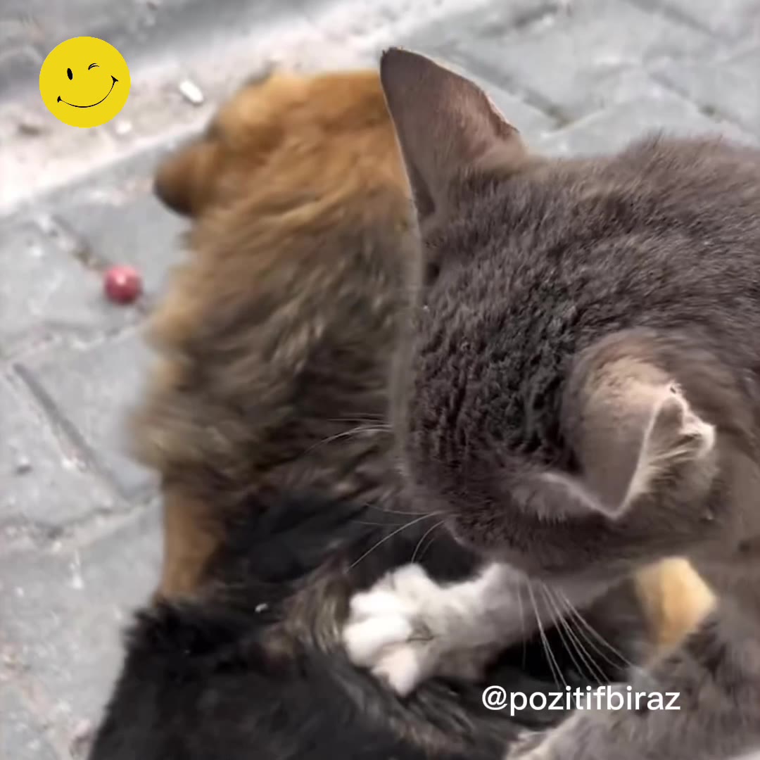 Kütahya'da köpeğe masaj yapan kedi sosyal medyayı sarstı