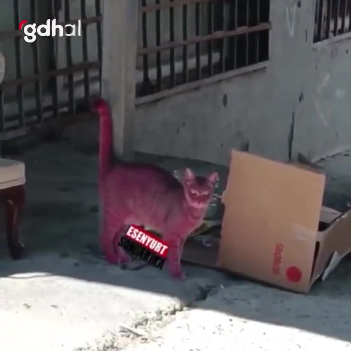Esenyurt'ta sokak kedisi kimliği belirsiz kişilerce pembeye boyandı