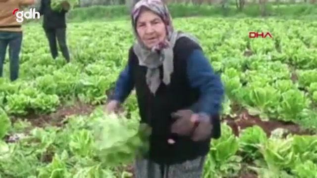 İslahiye'deki depremzede çiftçinin marulları tarlada kaldı