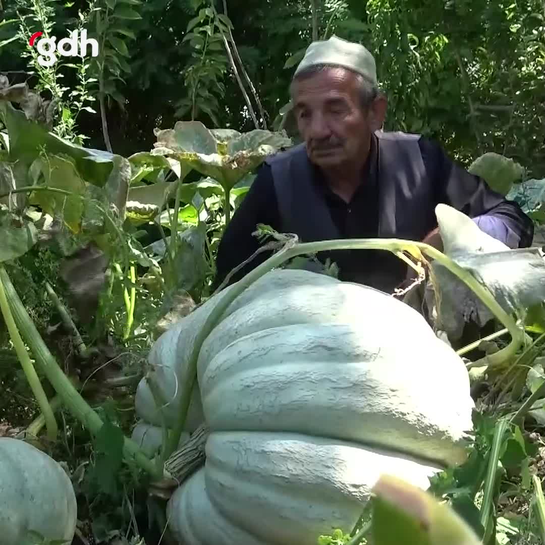 Muş'ta 71 yaşındaki çiftçi, 50 kg balkabağı yetiştirdi