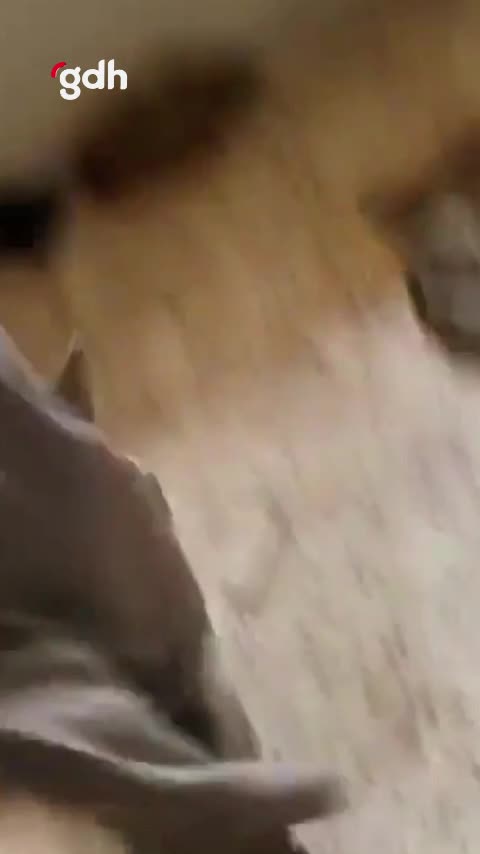 Suriyeli muhalifler Deyrizor'da Rus üssünde DEAŞ materyalleri buldu