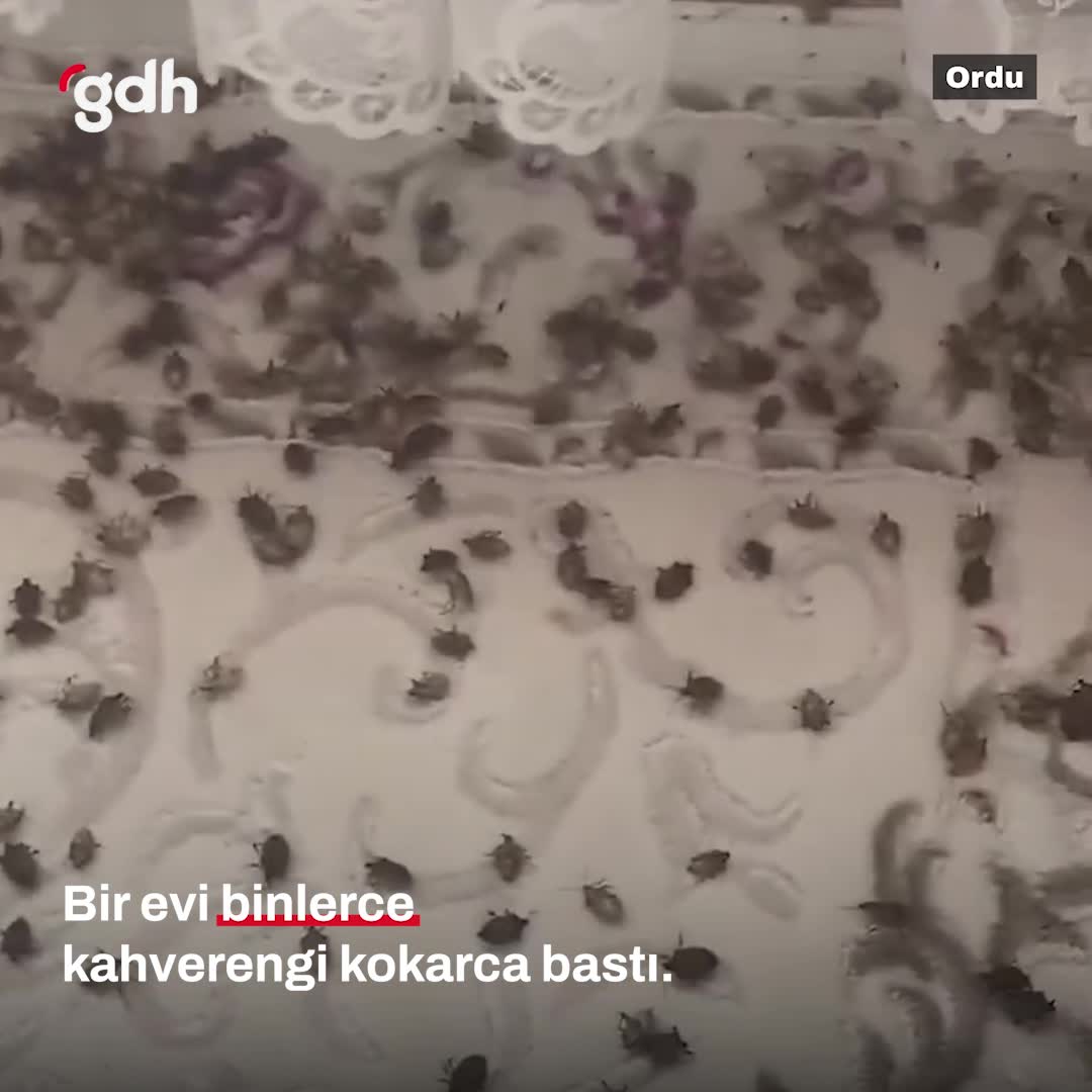 Ordu'da bir evi, binlerce kahverengi kokarca bastı