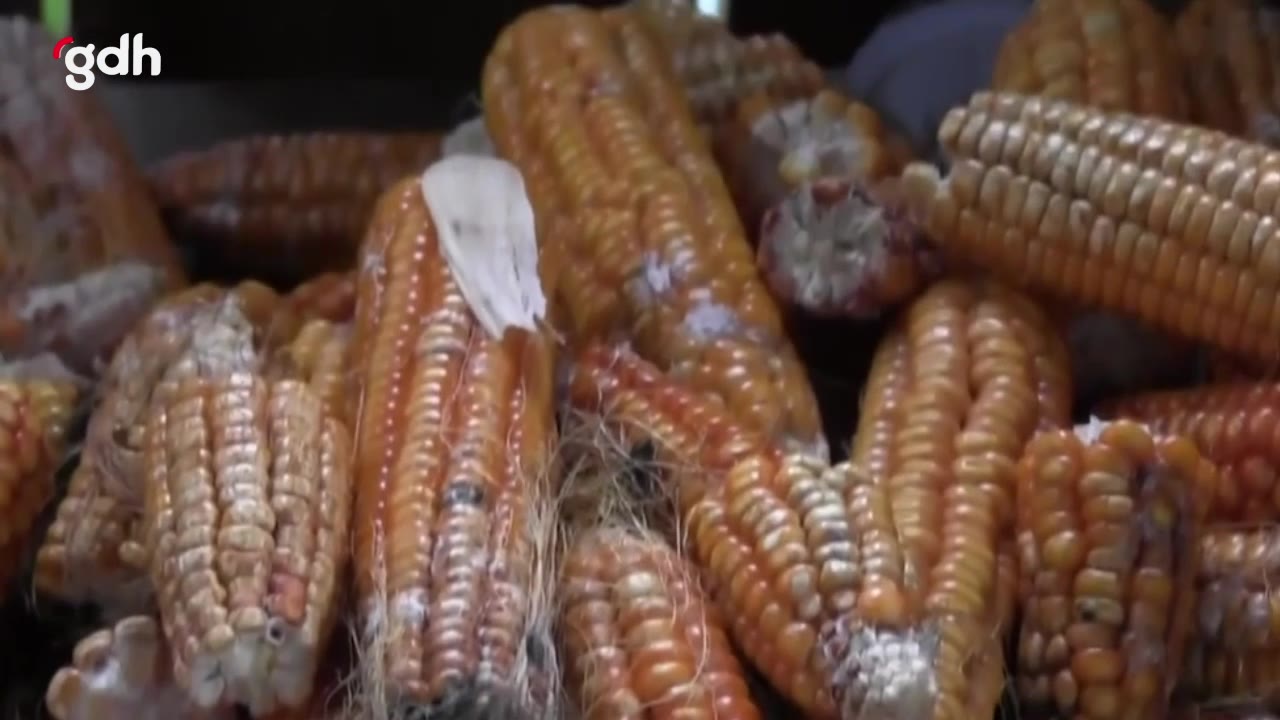 Karadeniz'in Kâbusu: Kahverengi Kokarca Böceği Tehditi