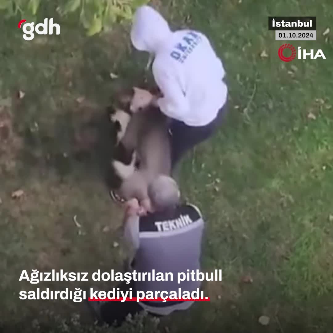 Maltepe'de ağızlıksız pitbull, kediye saldırdı; sahibi ağladı