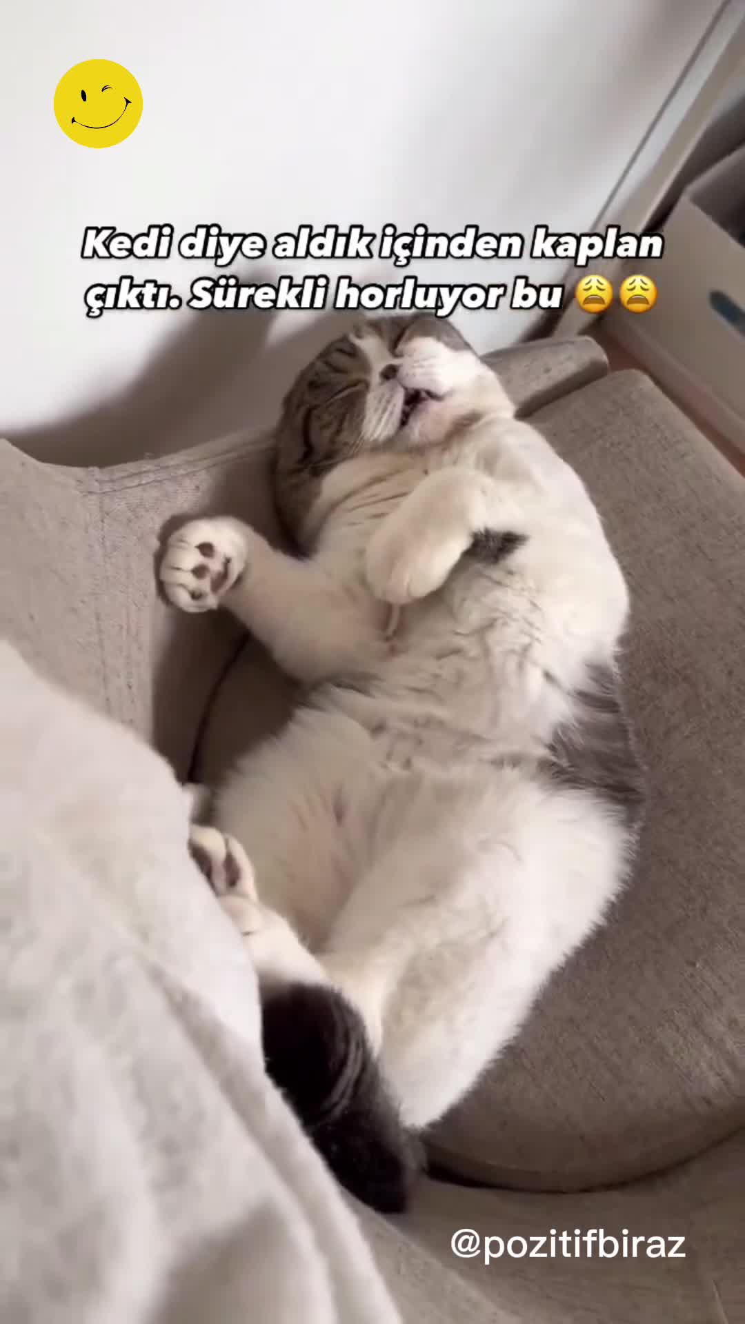 Bir kedinin horlayışı sosyal medyada viral oldu